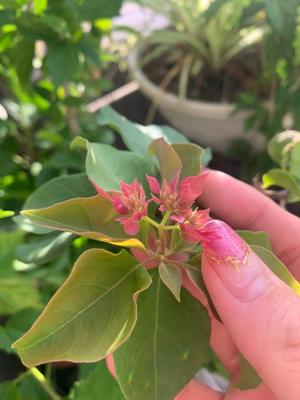 一ノ瀬　あやこの写メ日記｜エル・カーヒル 秘密の刻 吉原高級店ソープ