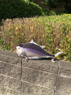 一ノ瀬　あやこの写メ日記｜エル・カーヒル 秘密の刻 吉原高級店ソープ