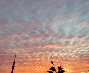 一ノ瀬　あやこの写メ日記｜エル・カーヒル 秘密の刻 吉原高級店ソープ