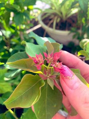 一ノ瀬　あやこの写メ日記｜エル・カーヒル 秘密の刻 吉原高級店ソープ