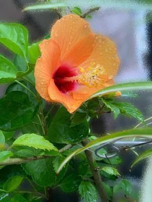 一ノ瀬　あやこの写メ日記｜エル・カーヒル 秘密の刻 吉原高級店ソープ