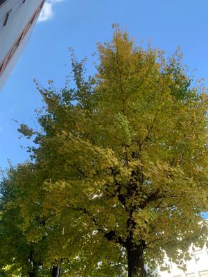 一ノ瀬　あやこの写メ日記｜エル・カーヒル 秘密の刻 川崎高級店ソープ