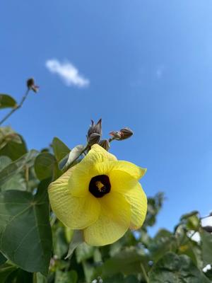 一ノ瀬　あやこの写メ日記｜エル・カーヒル 秘密の刻 吉原高級店ソープ