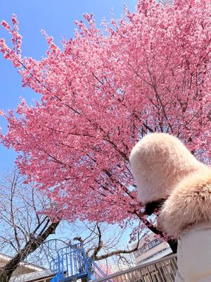 一ノ瀬　あやこの写メ日記｜エル・カーヒル 秘密の刻 吉原高級店ソープ