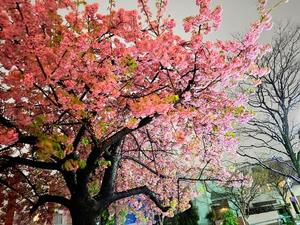 一ノ瀬　あやこの写メ日記｜エル・カーヒル 秘密の刻 吉原高級店ソープ