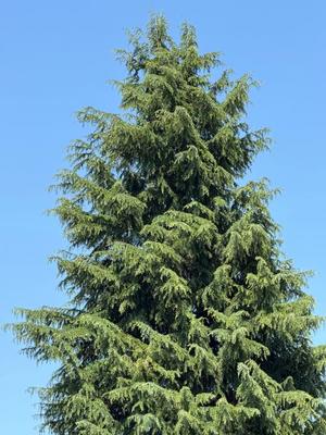 一ノ瀬　あやこの写メ日記｜エル・カーヒル 秘密の刻 吉原高級店ソープ