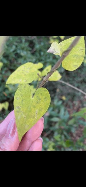 北川　ゆりの写メ日記｜エル・カーヒル 秘密の刻 吉原高級店ソープ