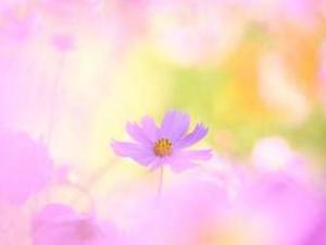 篠田　まやの写メ日記｜エル・カーヒル 秘密の刻 川崎高級店ソープ