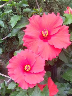 篠田　まやの写メ日記｜エル・カーヒル 秘密の刻 吉原高級店ソープ