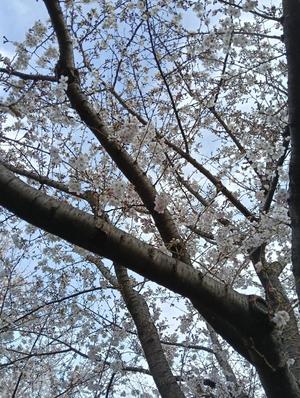 篠田　まやの写メ日記｜エル・カーヒル 秘密の刻 吉原高級店ソープ