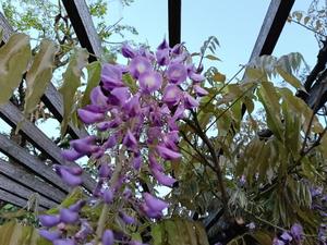 篠田　まやの写メ日記｜エル・カーヒル 秘密の刻 吉原高級店ソープ