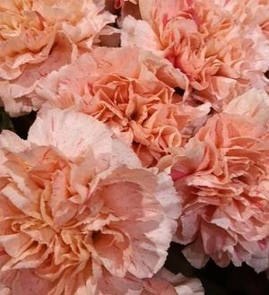 篠田　まやの写メ日記｜エル・カーヒル 秘密の刻 吉原高級店ソープ