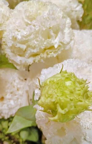 篠田　まやの写メ日記｜エル・カーヒル 秘密の刻 吉原高級店ソープ