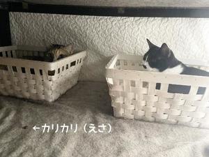 Chiaki Arimaの写メ日記｜エレガント 川崎高級店ソープ