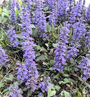 Chiaki Arimaの写メ日記｜エレガント 川崎高級店ソープ