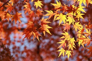 Akane Niikuraの写メ日記｜エレガント 川崎高級店ソープ