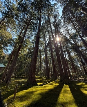 Ren Saotomeの写メ日記｜エレガント 吉原高級店ソープ