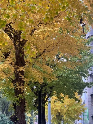 Ichika Amaneの写メ日記｜エレガント 川崎高級店ソープ