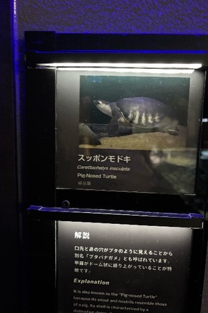 Yu Shiraneの写メ日記｜エレガント 吉原高級店ソープ