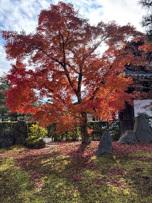 Yu Shiraneの写メ日記｜エレガント 吉原高級店ソープ