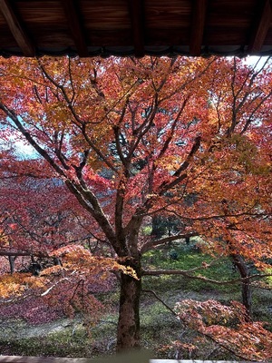 Yu Shiraneの写メ日記｜エレガント 吉原高級店ソープ