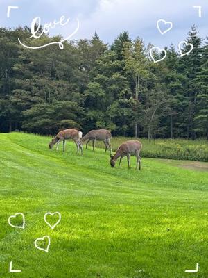 Emi Terasawaの写メ日記｜エレガント 吉原高級店ソープ