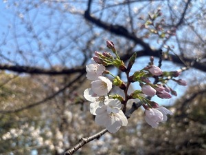 Keiko Kamiyaの写メ日記｜エレガント 川崎高級店ソープ