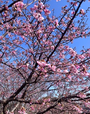 Mami Nonakaの写メ日記｜エレガント 吉原高級店ソープ