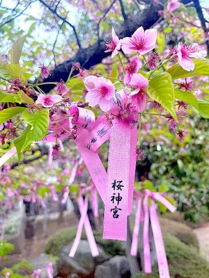 Mami Nonakaの写メ日記｜エレガント 川崎高級店ソープ