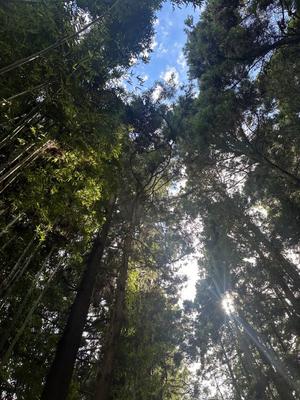 Sanae Himuroの写メ日記｜エレガント 吉原高級店ソープ