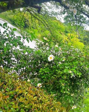 Sanae Himuroの写メ日記｜エレガント 吉原高級店ソープ