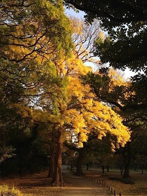 Ayami Imaiの写メ日記｜エレガント 吉原高級店ソープ