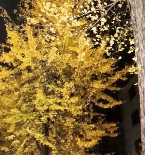 Ayami Imaiの写メ日記｜エレガント 吉原高級店ソープ