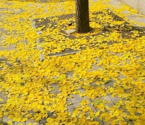 Ayami Imaiの写メ日記｜エレガント 吉原高級店ソープ