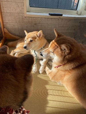 Ayami Imaiの写メ日記｜エレガント 吉原高級店ソープ