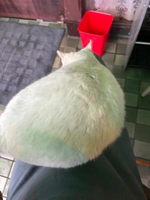 Ayami Imaiの写メ日記｜エレガント 川崎高級店ソープ