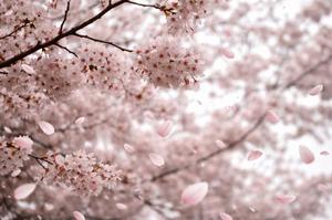 Ayami Imaiの写メ日記｜エレガント 吉原高級店ソープ