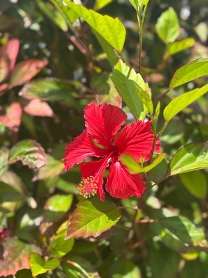 Ayami Imaiの写メ日記｜エレガント 吉原高級店ソープ