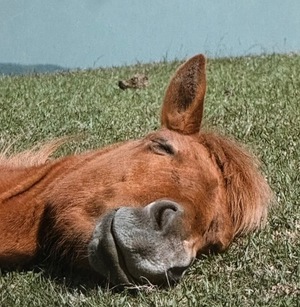 Ayami Imaiの写メ日記｜エレガント 吉原高級店ソープ