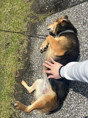 Ayami Imaiの写メ日記｜エレガント 吉原高級店ソープ