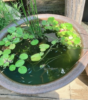 Asahi Shikishimaの写メ日記｜エレガント 吉原高級店ソープ