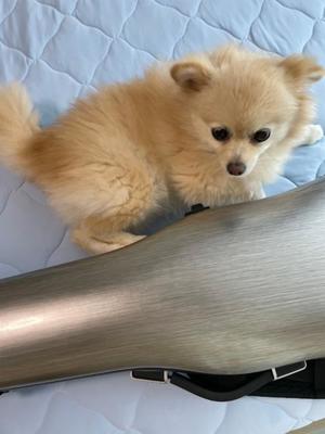 Saika　Houzukiの写メ日記｜エレガント 吉原高級店ソープ