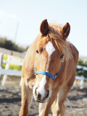 Shizuku Tsukinoの写メ日記｜エレガント 吉原高級店ソープ