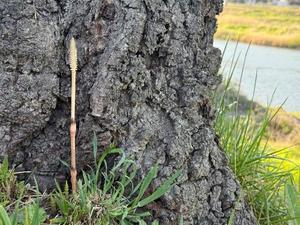 Shizuku Tsukinoの写メ日記｜エレガント 吉原高級店ソープ