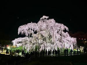 Shizuku Tsukinoの写メ日記｜エレガント 吉原高級店ソープ