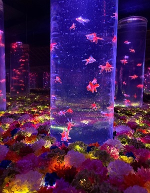 Seira Hisuiの写メ日記｜エレガント 川崎高級店ソープ