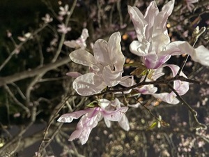 Shizuka Kitagawaの写メ日記｜エレガント 川崎高級店ソープ