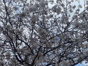 Megumi Niiyamaの写メ日記｜エレガント 吉原高級店ソープ