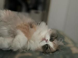 神楽のあの写メ日記｜エトワール 吉原高級店ソープ