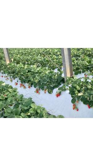 新垣いちかの写メ日記｜ハールブルク 吉原高級店ソープ